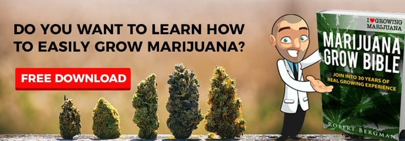 Free marijuana & cannabis growing guide!