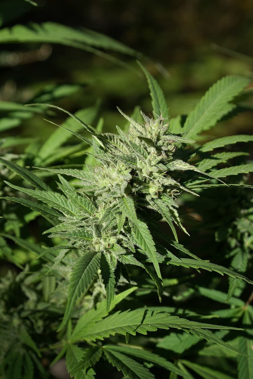 flowring cannabis plant