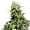 California Indica marijuana strain